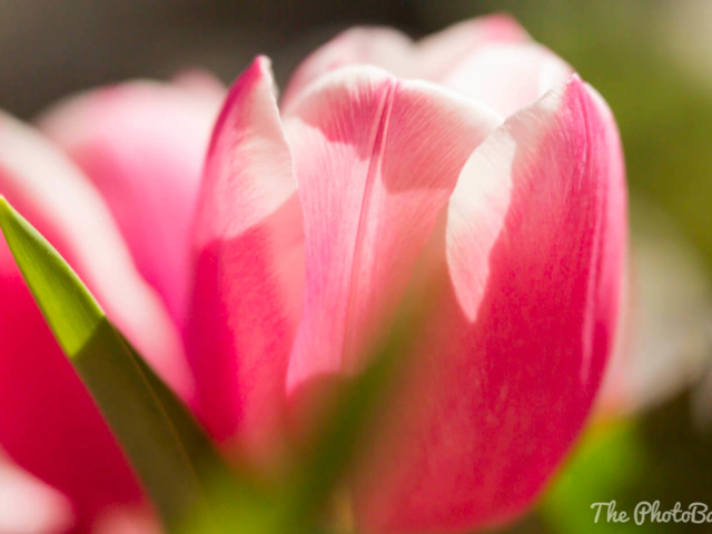 rosa Tulpe mit grünem Blatt