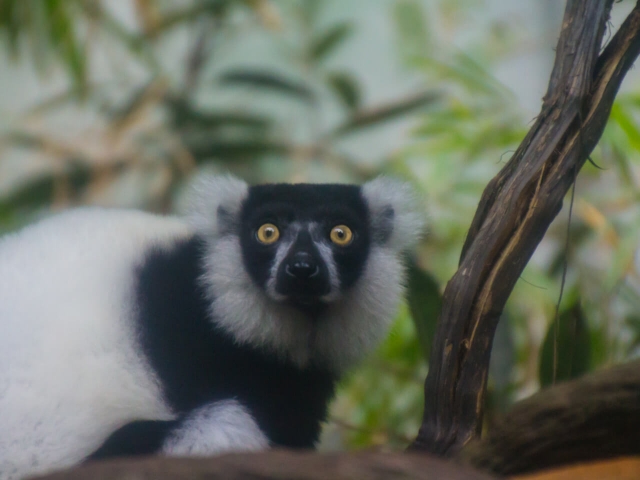 Lemur schaut dich an