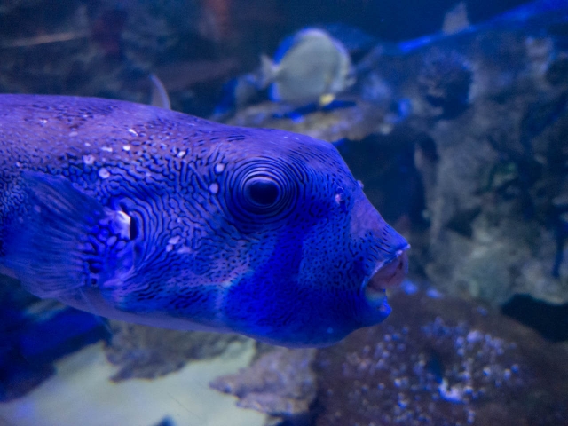 blauer fisch im aquarium